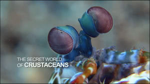 A rkok titokzatos vilga (The Secret World of Crustacean)